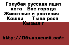 Голубая русская ищит кота - Все города Животные и растения » Кошки   . Тыва респ.,Кызыл г.